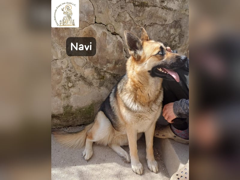 Navi – stark, sensibel, besonders – sucht ihr Gegenstück!