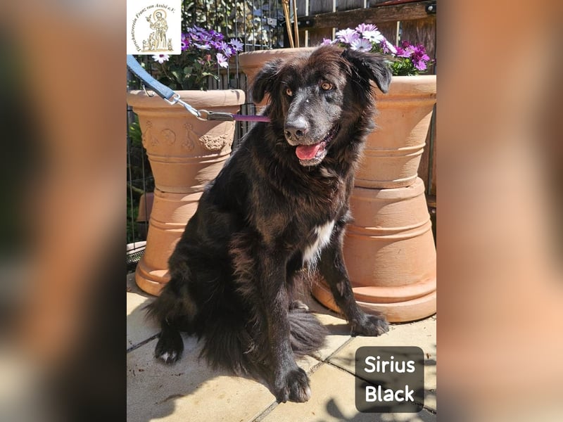 Sirius Black – Vier Pfoten, die einfach dazugehören wollen!