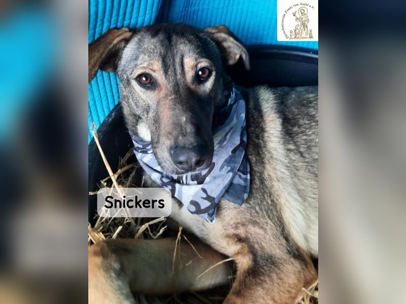 Snickers – leise unterwegs, aber nicht zu unterschätzen!