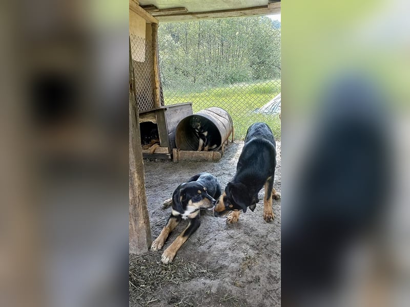 9 Welpen - Klon-Wurf