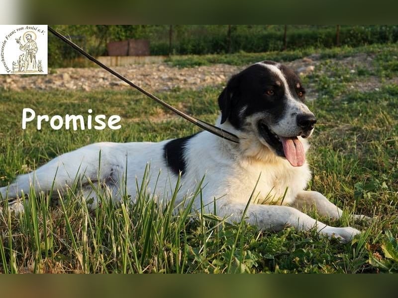 Promise – großes Mädchen mit viel Charme!