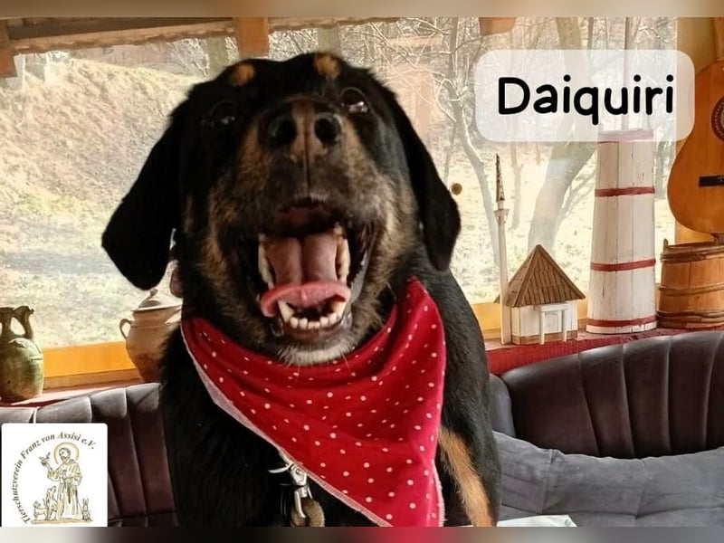 Daiquiri – die Welt wartet und sie mittendrin!