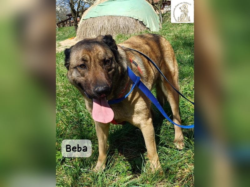 Beba – für Menschen, die das Echte suchen!