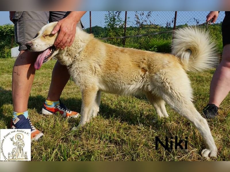 Niki – Ein Hund der dein Leben auf den Kopf stellt