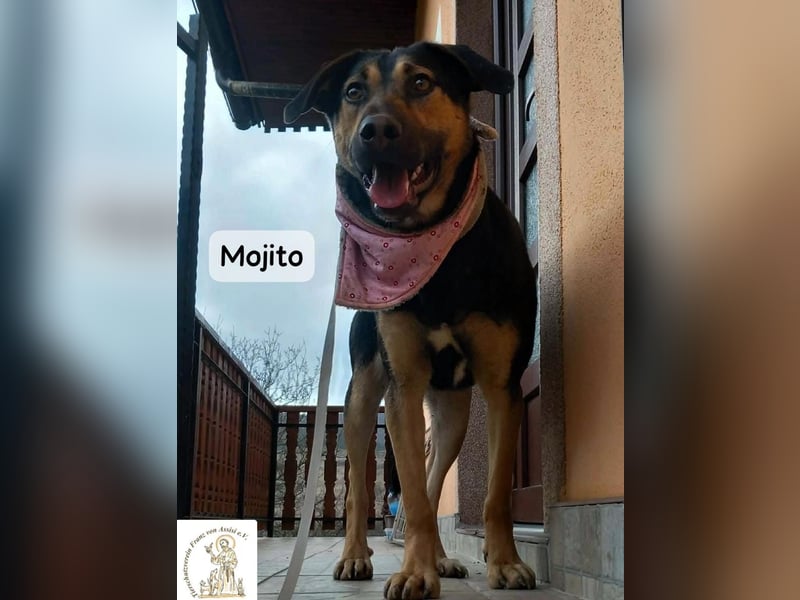 Mojito – neugierig auf alles, was da kommt!