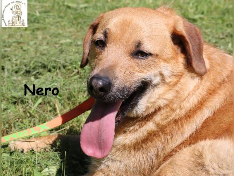 Nero – Weil Normal manchmal einfach perfekt ist!