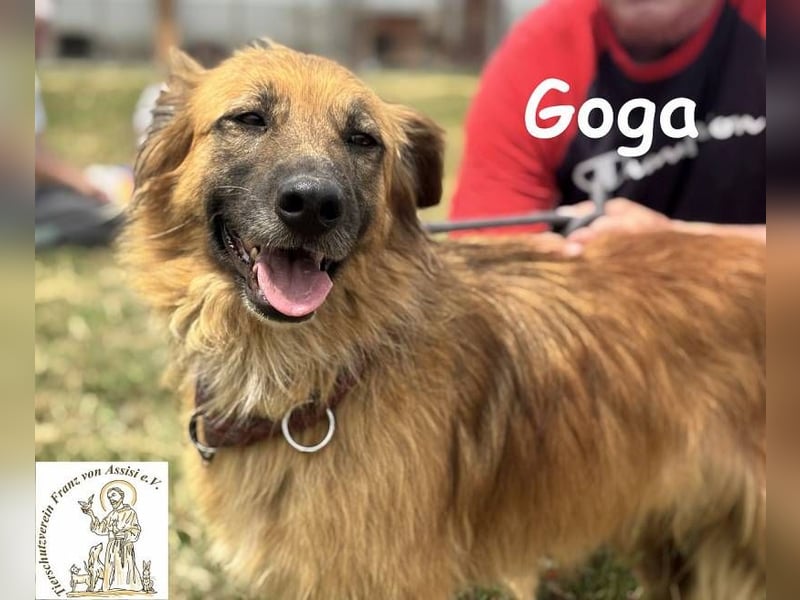 Goga – Außergewöhnliche Schönheit und Eleganz!