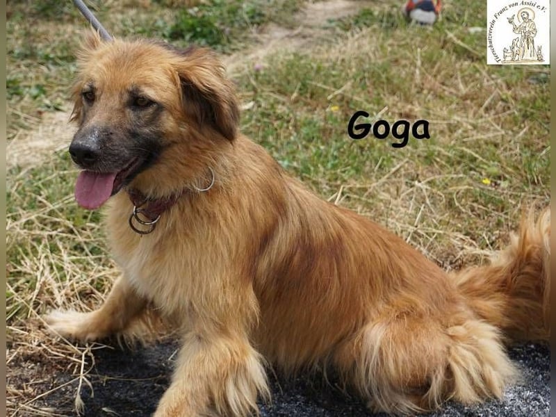 Goga – Außergewöhnliche Schönheit und Eleganz!