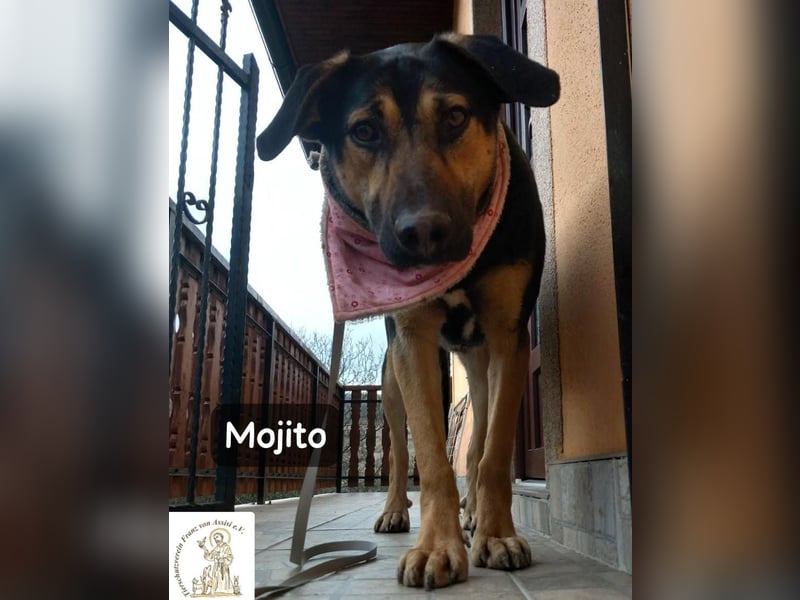 Mojito – neugierig auf alles, was da kommt!