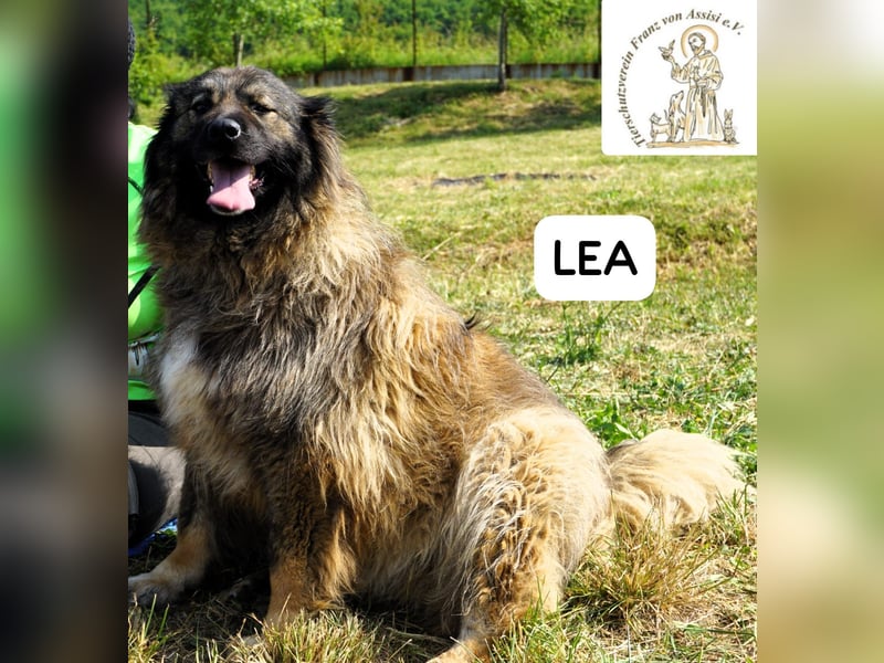 Lea – Ein Blick in ihr Gesicht – und du bist für immer verloren!