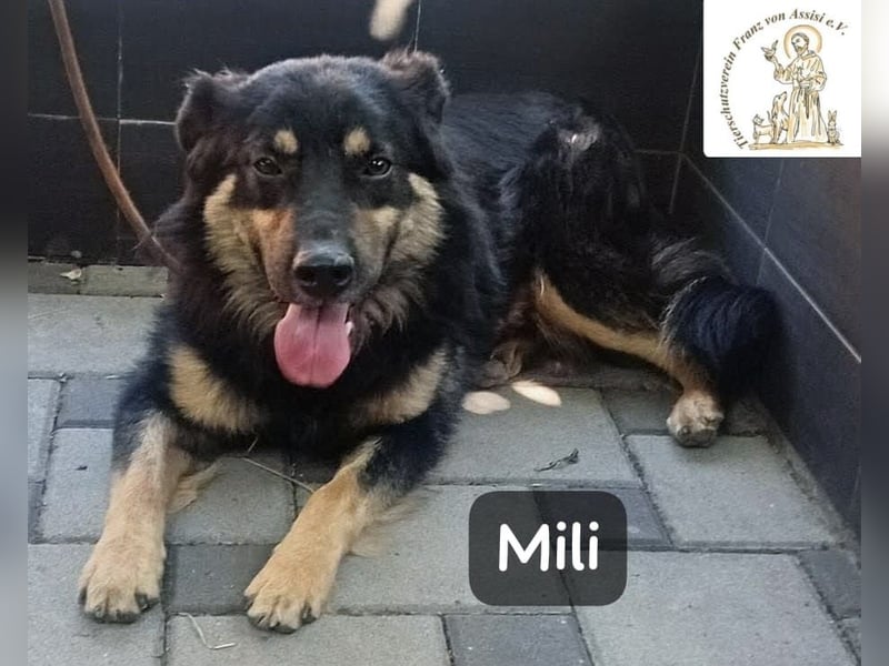 Mili – die perfekte Mischung aus Charme und Charakter!
