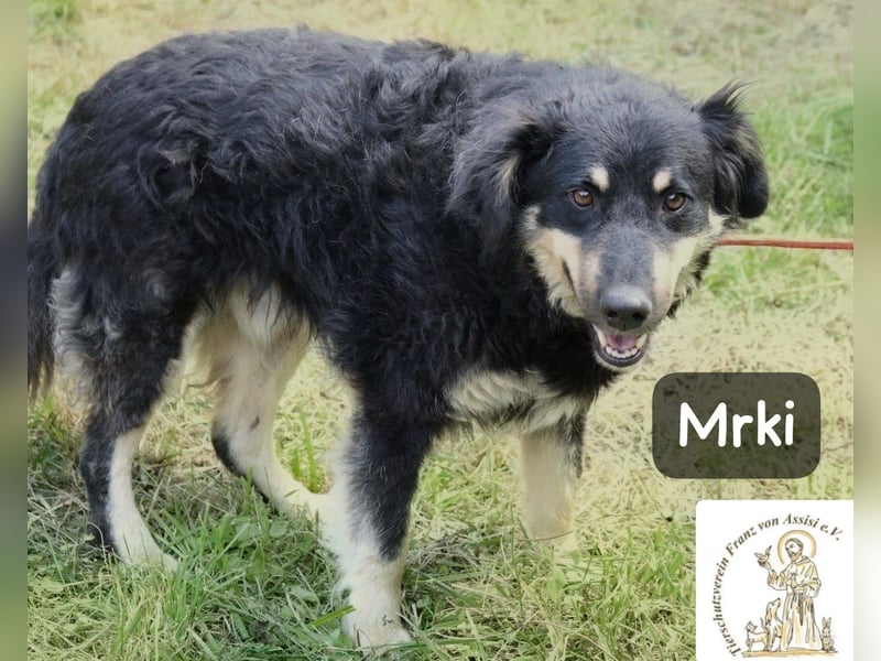 Mrki – flauschiger Herzensbrecher sucht seine Abenteuer-Menschen!