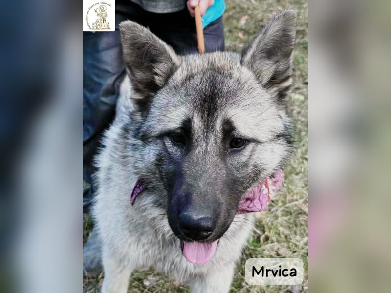 Mrvica – Schönheit mit Neugier auf das große Leben!