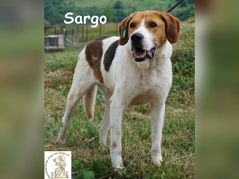 Sargo – stattlicher Kerl - sanft wie ein Schmetterling