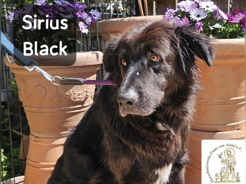 Sirius Black – Vier Pfoten, die einfach dazugehören wollen!