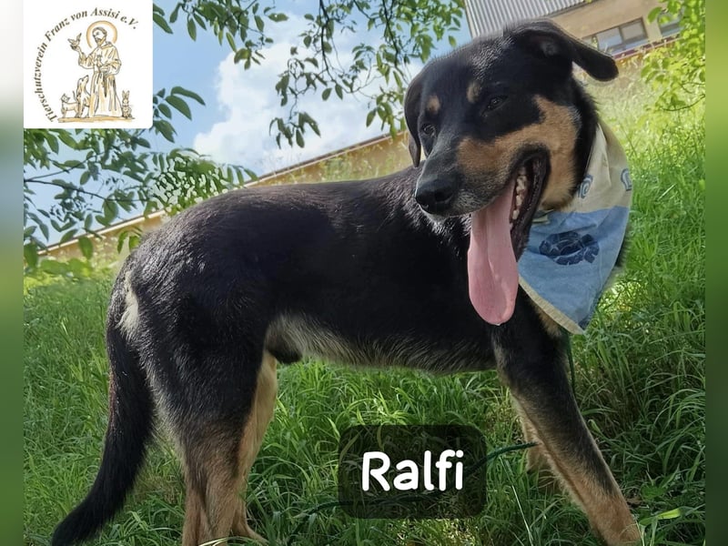 Ralfi – Für manche Hunde gibt es einfach nicht die richtigen Worte!