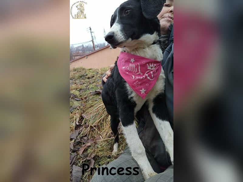 Princess – sucht kein Schloss, nur ein Herz, in dem sie wohnen darf!