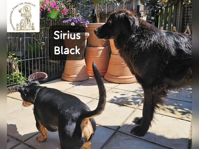 Sirius Black – Vier Pfoten, die einfach dazugehören wollen!