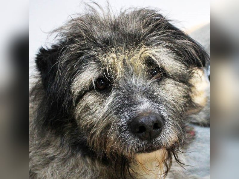 Süßer Smoky sucht liebe Familie