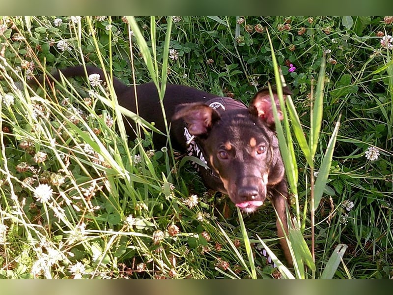 Goldstück Harika sucht ihre Familie