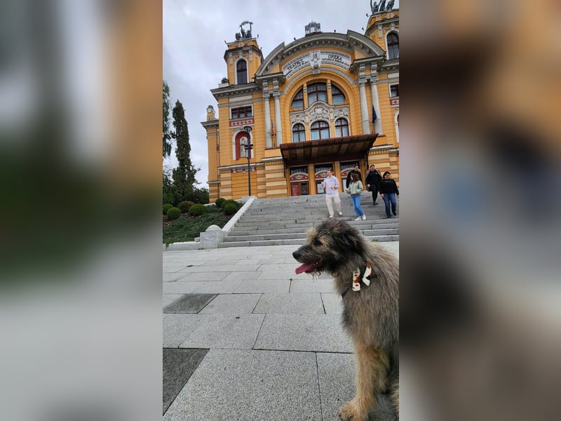 Süßer Smoky sucht liebe Familie