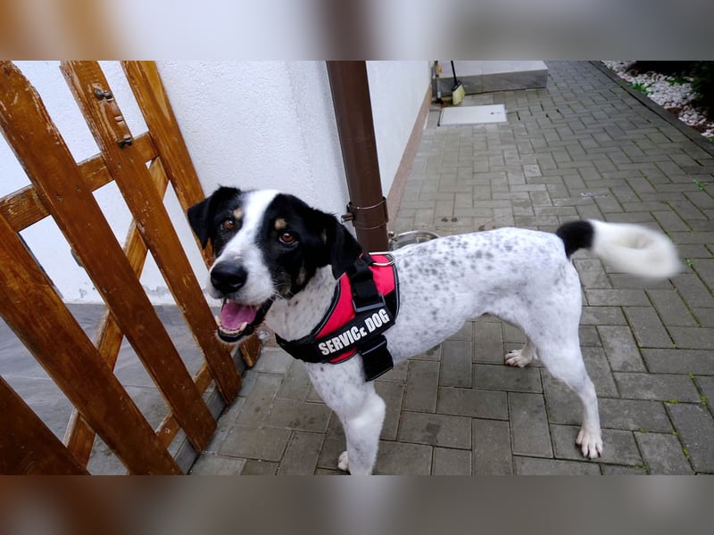 Toto sucht ein liebevolles Zuhause