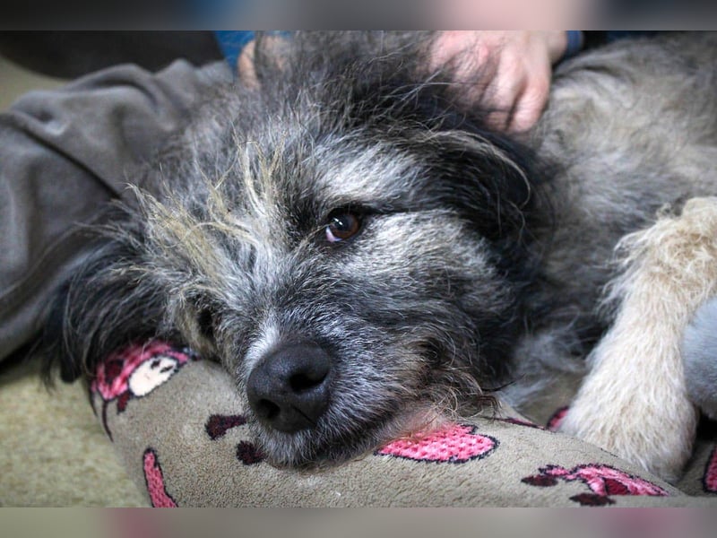 Süßer Smoky sucht liebe Familie