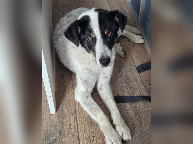 Toto sucht ein liebevolles Zuhause