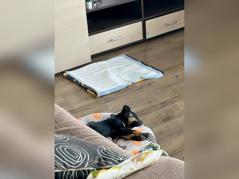 Goldstück Harika sucht ihre Familie