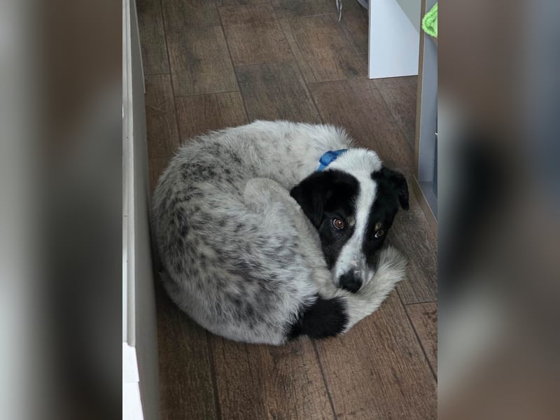 Toto sucht ein liebevolles Zuhause