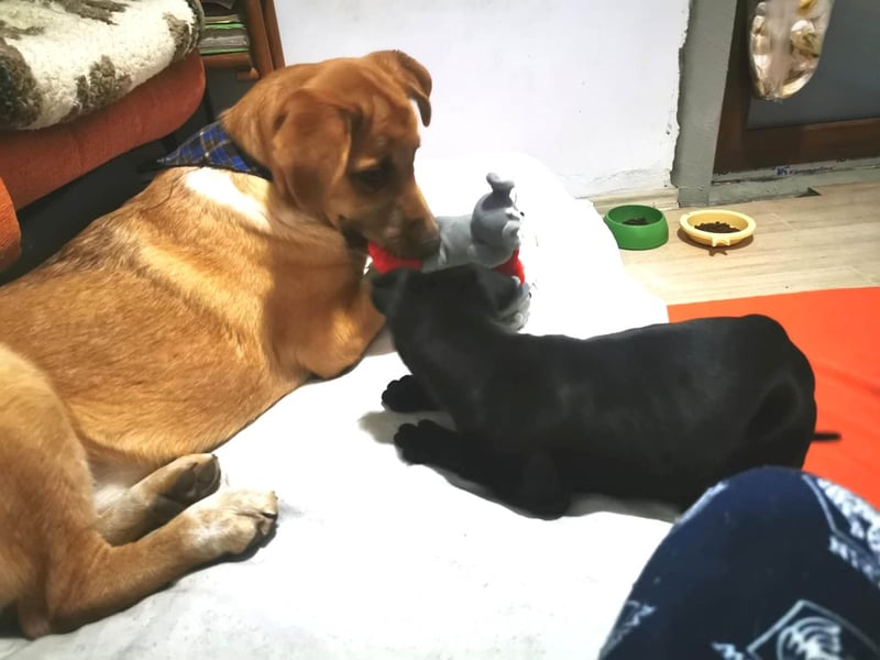 Knuffiger Toby sucht seine Familie