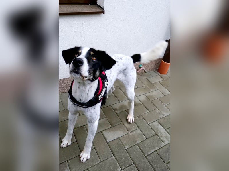 Toto sucht ein liebevolles Zuhause