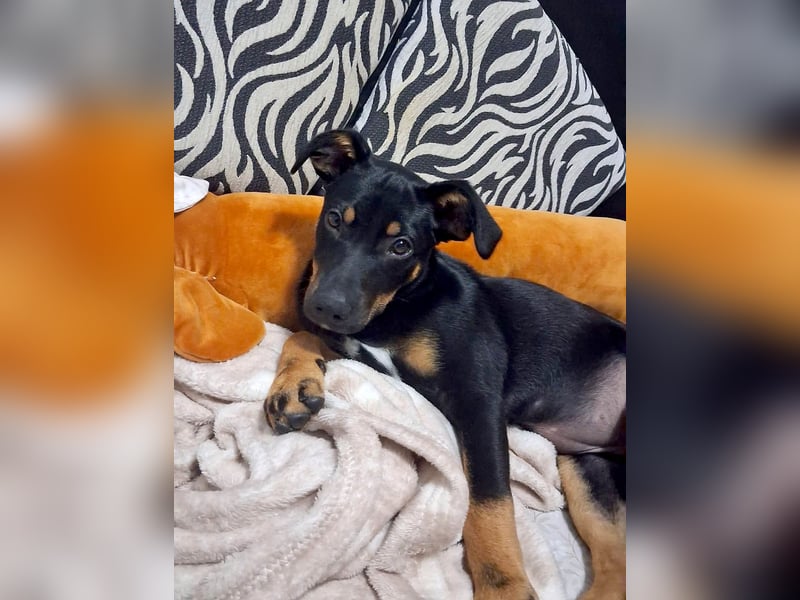 Goldstück Harika sucht ihre Familie