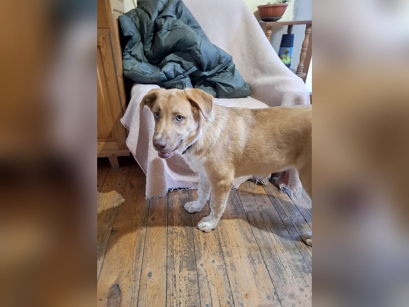 Knuffiger Toby sucht seine Familie