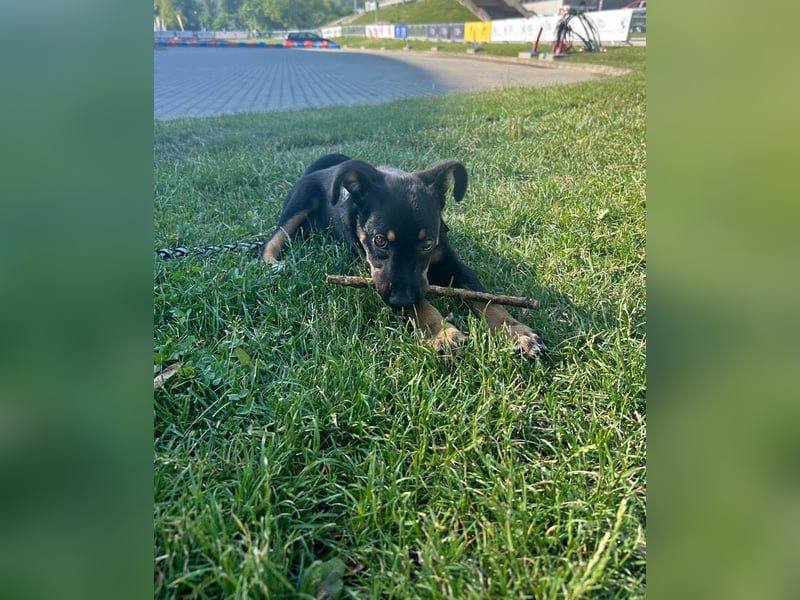 Goldstück Harika sucht ihre Familie