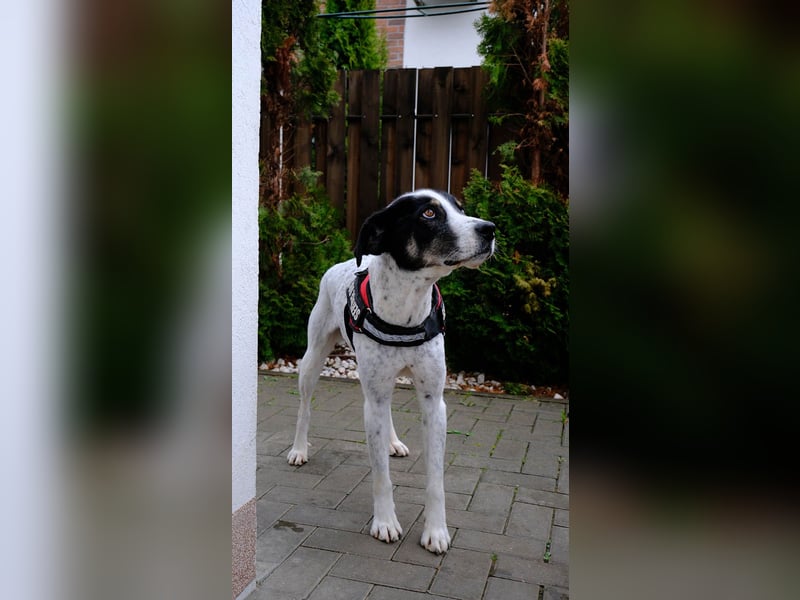 Toto sucht ein liebevolles Zuhause