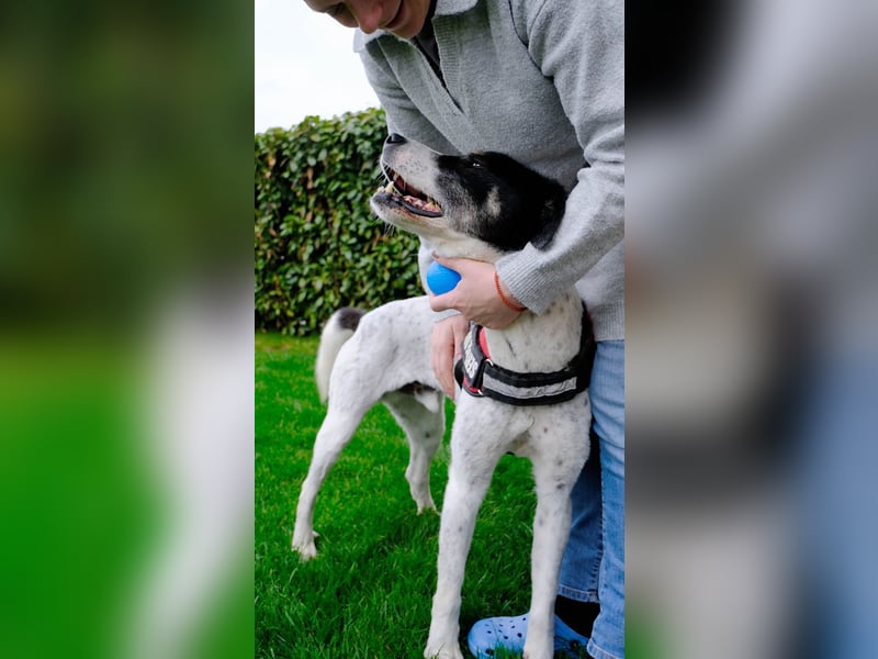 Toto sucht ein liebevolles Zuhause