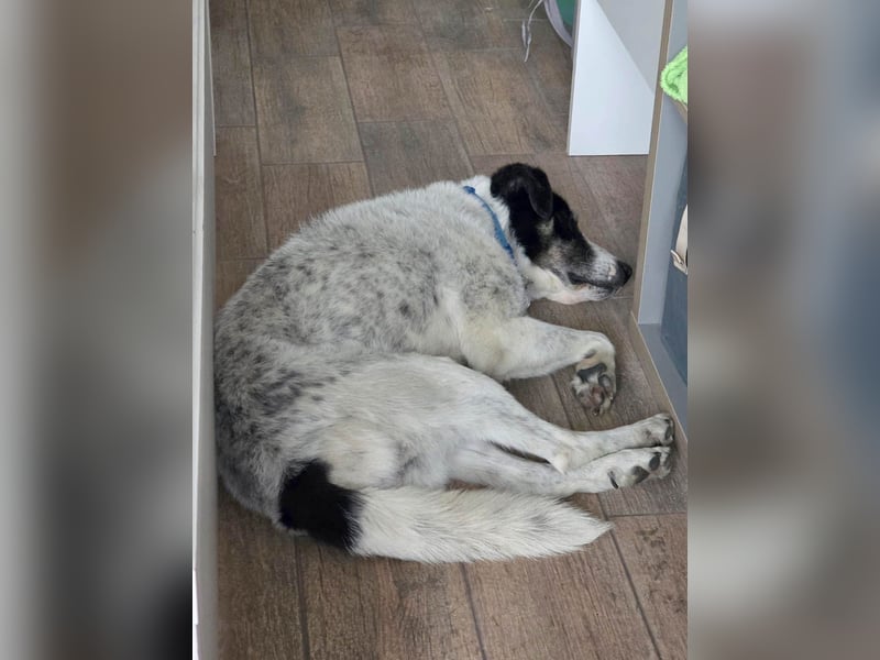 Toto sucht ein liebevolles Zuhause