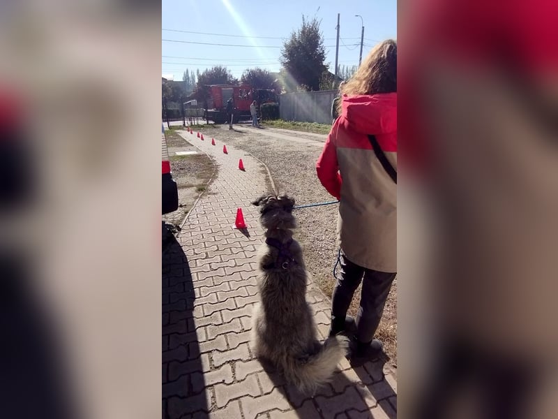 Süßer Smoky sucht liebe Familie