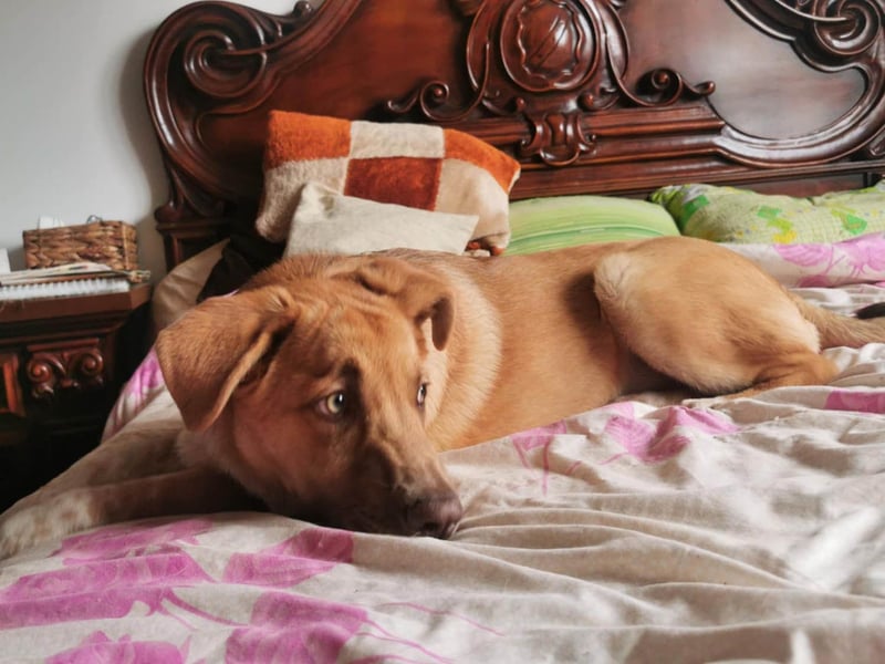 Knuffiger Toby sucht seine Familie