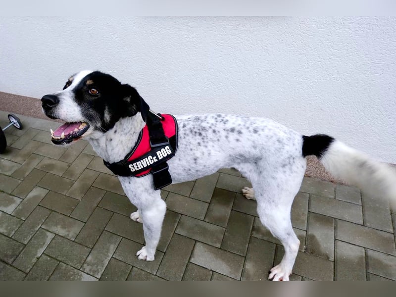 Toto sucht ein liebevolles Zuhause
