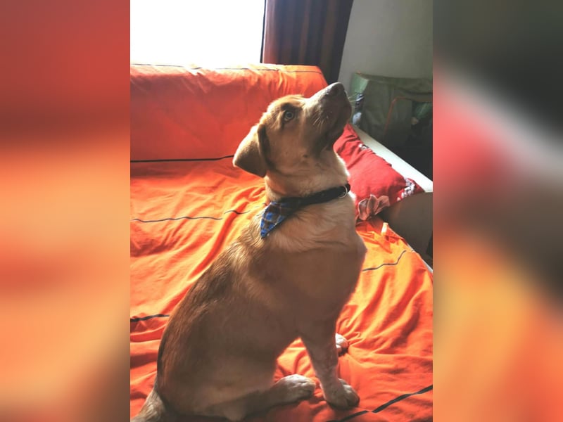 Knuffiger Toby sucht seine Familie