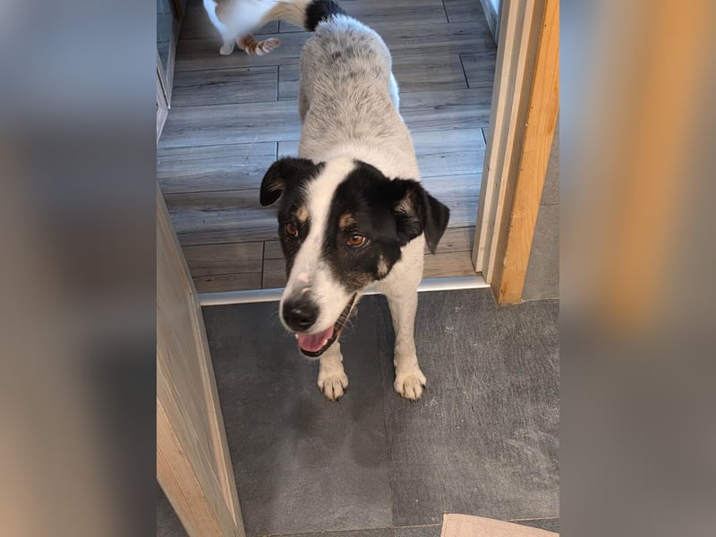 Toto sucht ein liebevolles Zuhause