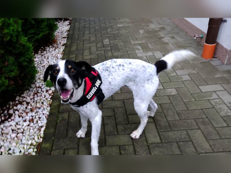 Toto sucht ein liebevolles Zuhause