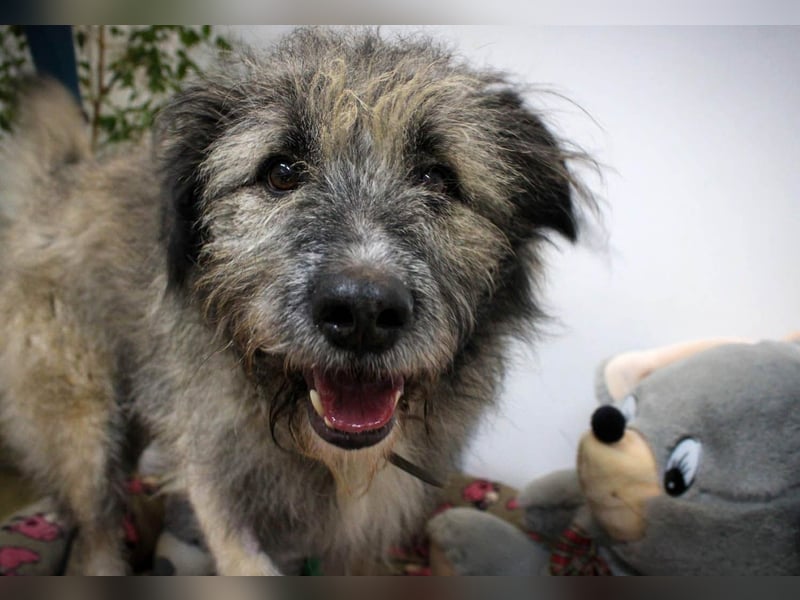 Süßer Smoky sucht liebe Familie