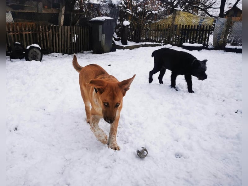 Knuffiger Toby sucht seine Familie