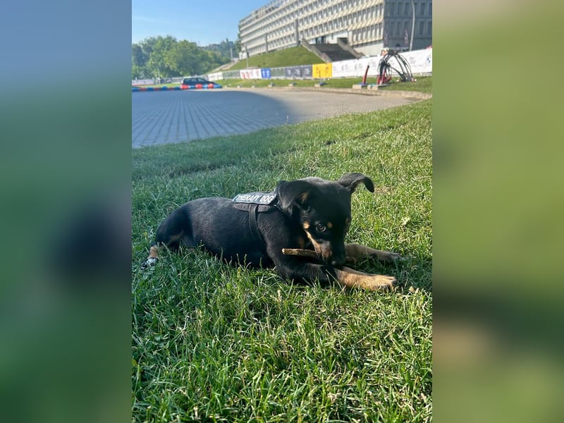 Goldstück Harika sucht ihre Familie