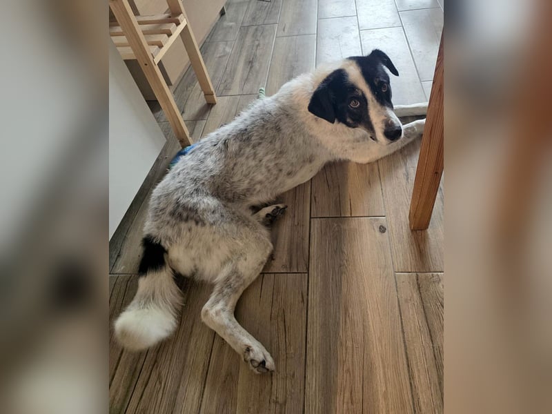 Toto sucht ein liebevolles Zuhause