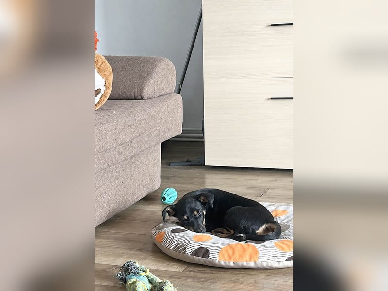 Goldstück Harika sucht ihre Familie