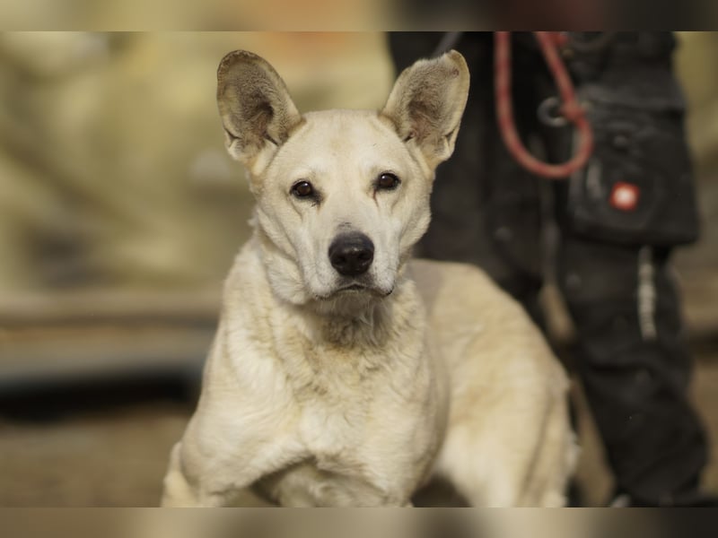 Menschenbezogene Winky sucht ihr Zuhause